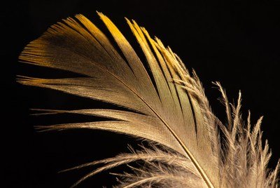 Golden Feather on Black Background