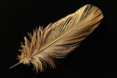 Golden Feather on Black Background