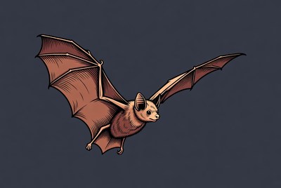 Flying bat illustration