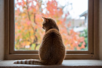 Orange cat gazing at autumn trees