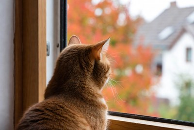 Orange cat looking out window