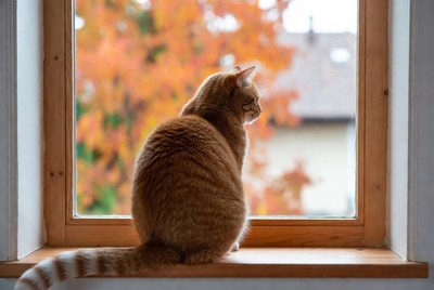 Orange cat sitting on windowsill