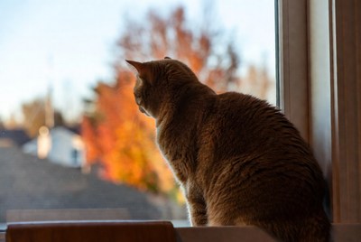 Orange cat looking out window at fall trees
