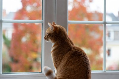 Orange cat looking out window