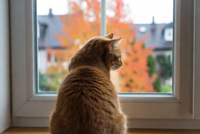 Orange cat looking out window