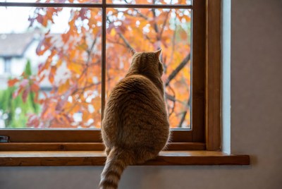Tabby cat looking out autumn window