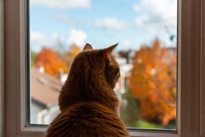 Orange cat looking out window