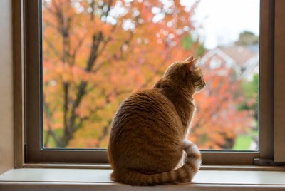 Orange cat gazing at autumn window