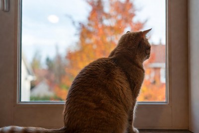 Orange cat looking out window at autumn trees