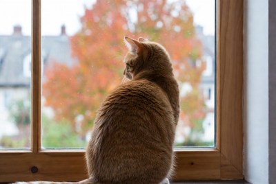 Orange cat looking out window