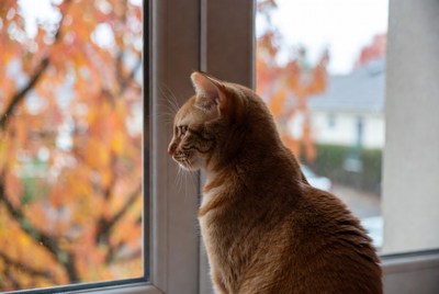 Orange cat looking out window