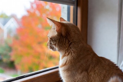 Orange cat looking out window