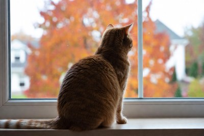 Orange cat looking out window at fall trees
