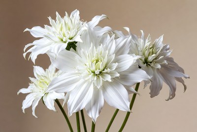 White Dahlia Flowers Bouquet