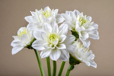 Bouquet of White Dahlia Flowers