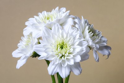 White Chrysanthemum Flowers Bouquet