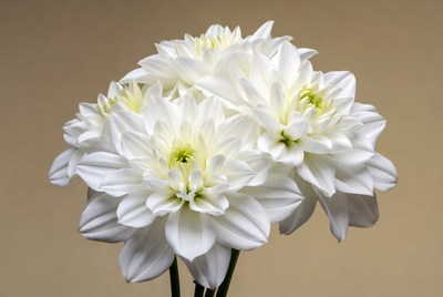 White Dahlia Flowers Bouquet
