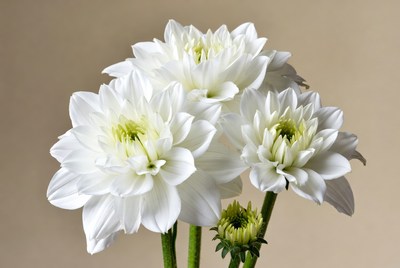 White Dahlia Flowers Bouquet