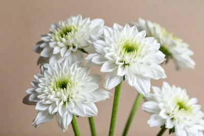 White Chrysanthemum Flowers Bouquet
