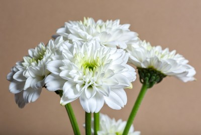 White Daisies on Brown Background
