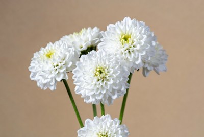 White Dahlia Flowers Bouquet