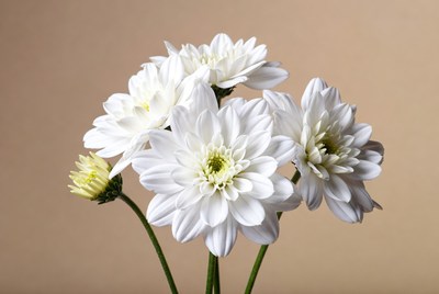 White Daisies Bouquet on Beige Background