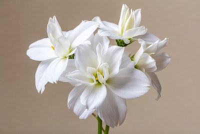 White Daffodils on Beige Background