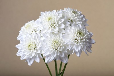 White Dahlia Flowers Bouquet