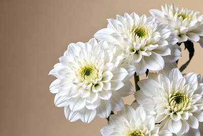 White Dahlia Flowers Bouquet