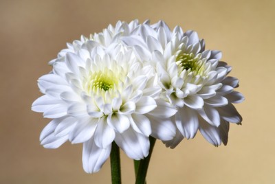 White Chrysanthemum Flowers on Beige Background