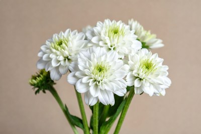 White Dahlia Flowers Bouquet