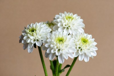 White Dahlia Flowers Bouquet