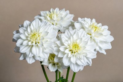 White Dahlia Flowers Bouquet