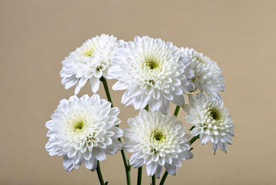 White Chrysanthemum Flowers Bouquet