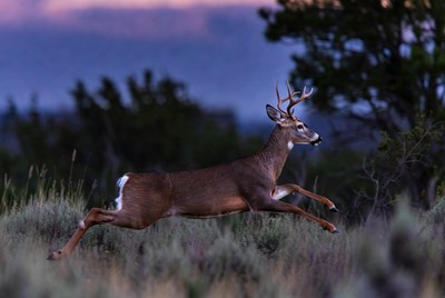 White-tailed deer running in grass
