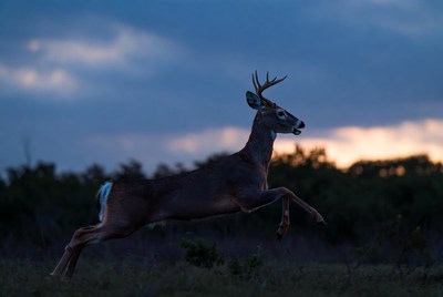 White-tailed deer jumping in field