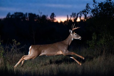 Buck Deer Running at Sunset