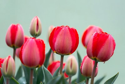 Red Tulips with Water Droplets