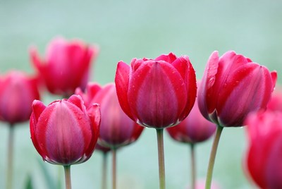 Red Tulips with Dew Drops