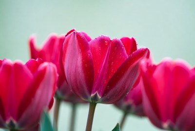 Red Tulips with Water Droplets