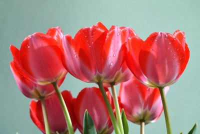 Red Tulips with Water Droplets
