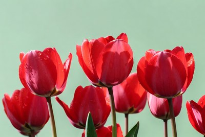 Red Tulips with Water Droplets