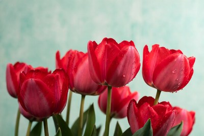 Red Tulips with Water Droplets