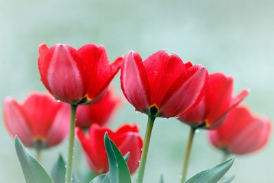 Red Tulips with Dew Drops