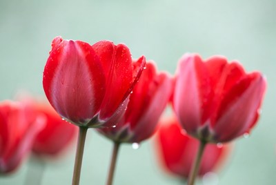 Red Tulips with Water Droplets