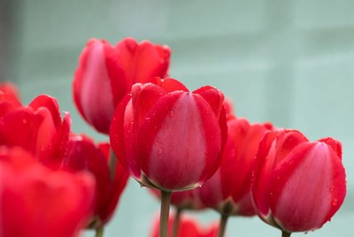 Red Tulips with Water Droplets
