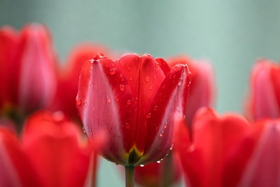 Red Tulip Covered in Water Droplets