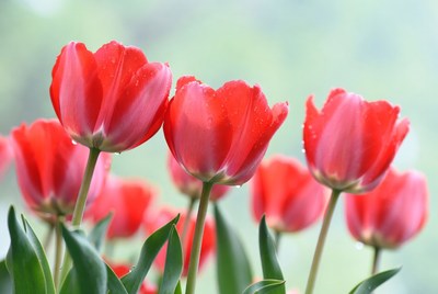 Red Tulips with Water Droplets