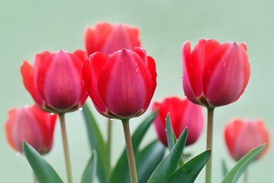 Red Tulips with Dew Drops
