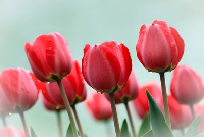 Red Tulips with Water Droplets